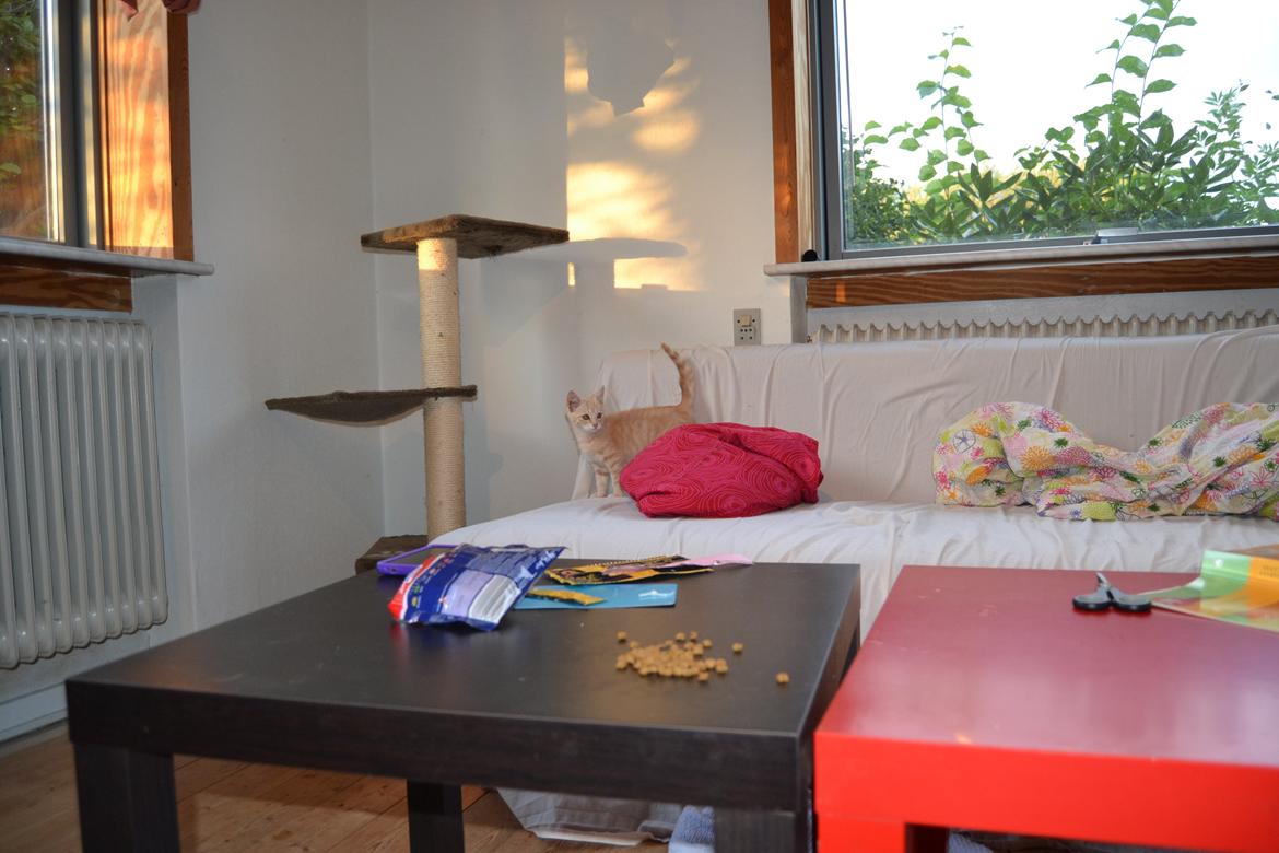 Huskat Cornelius billede 10