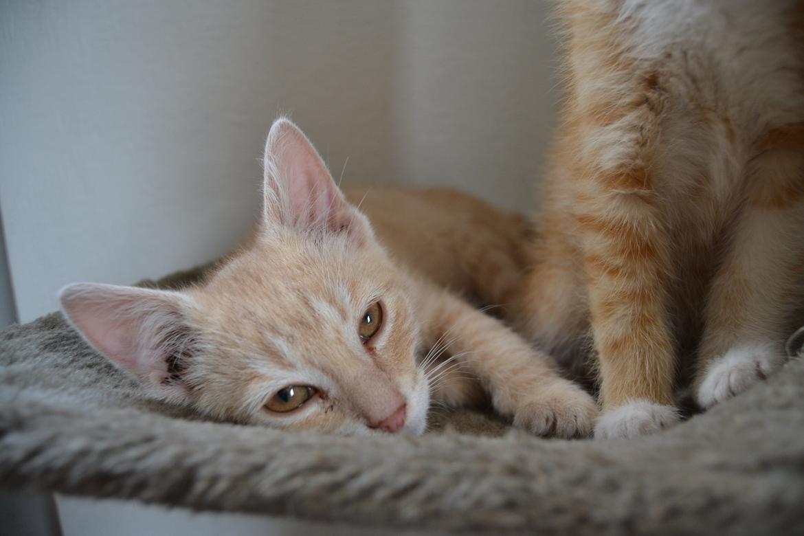 Huskat Cornelius billede 11