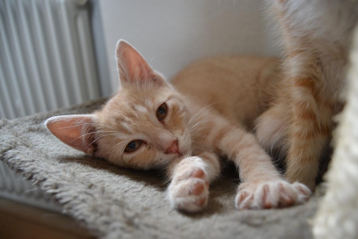 Huskat Cornelius billede 12