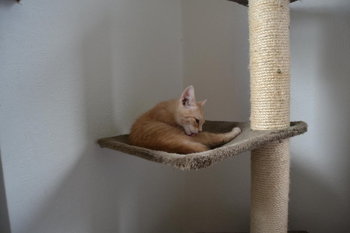 Huskat Cornelius billede 13