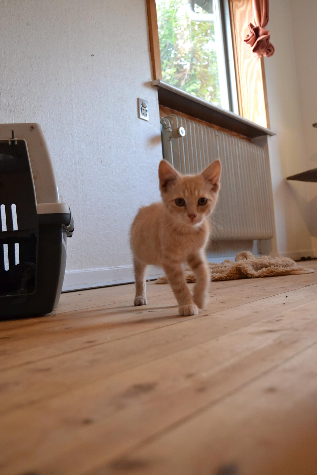 Huskat Cornelius billede 14