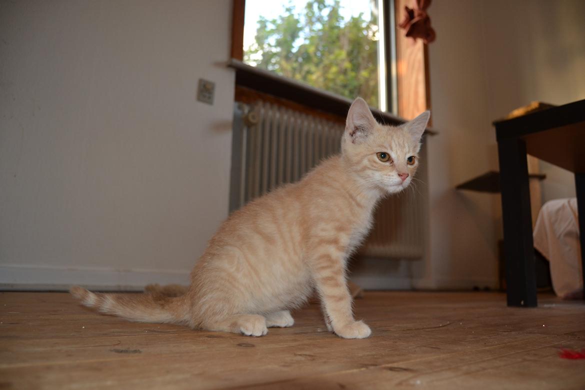 Huskat Cornelius billede 15