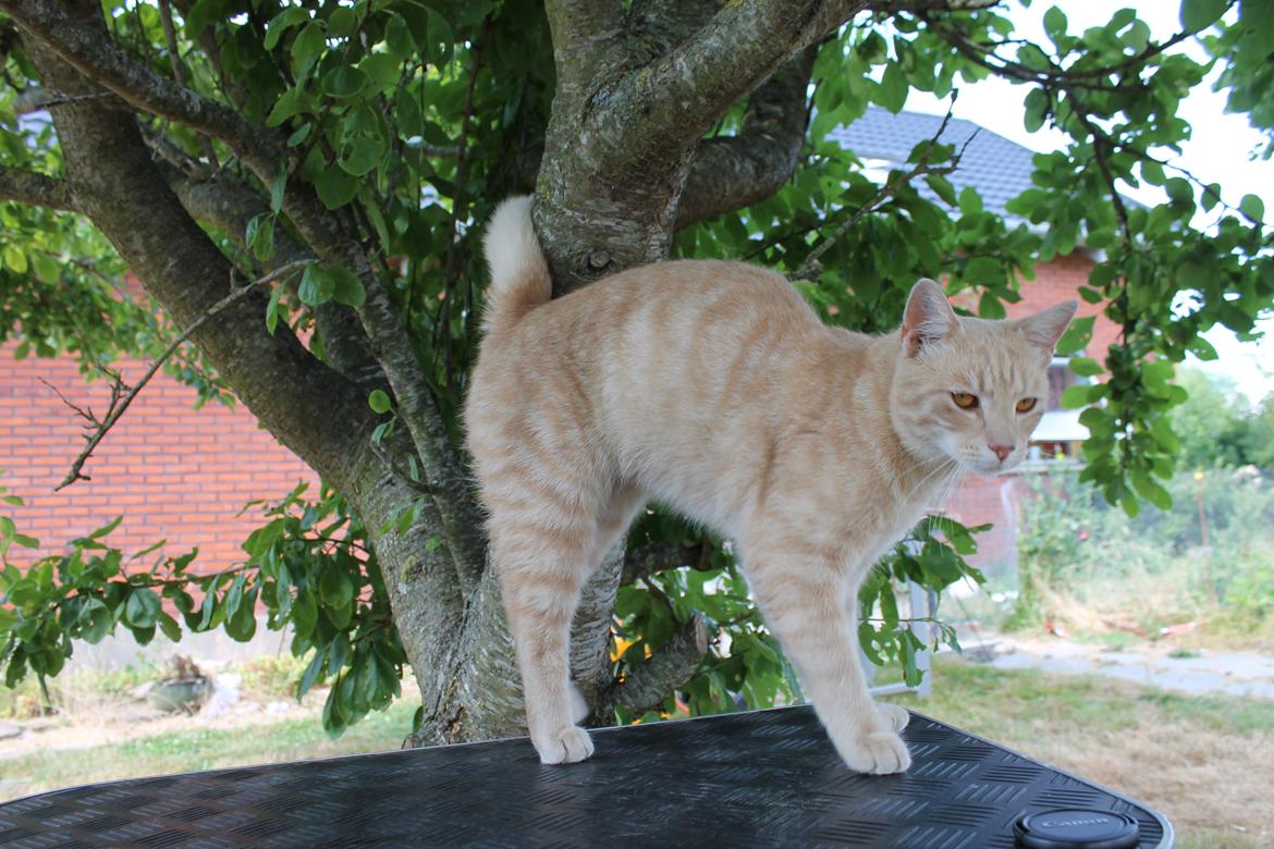 Huskat Cornelius billede 16