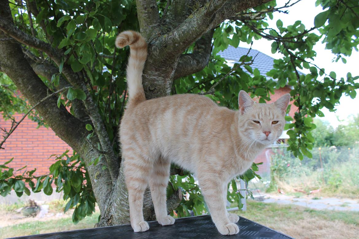 Huskat Cornelius billede 17