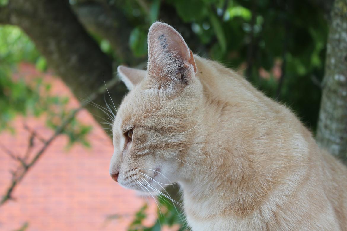 Huskat Cornelius billede 18