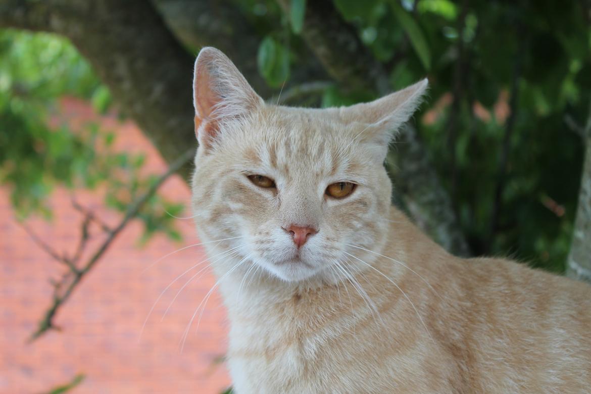 Huskat Cornelius billede 19