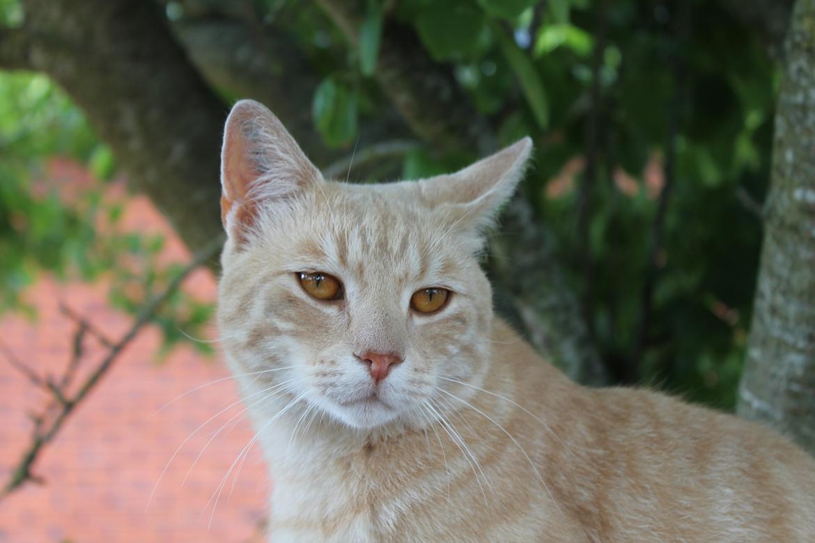 Huskat Cornelius billede 20