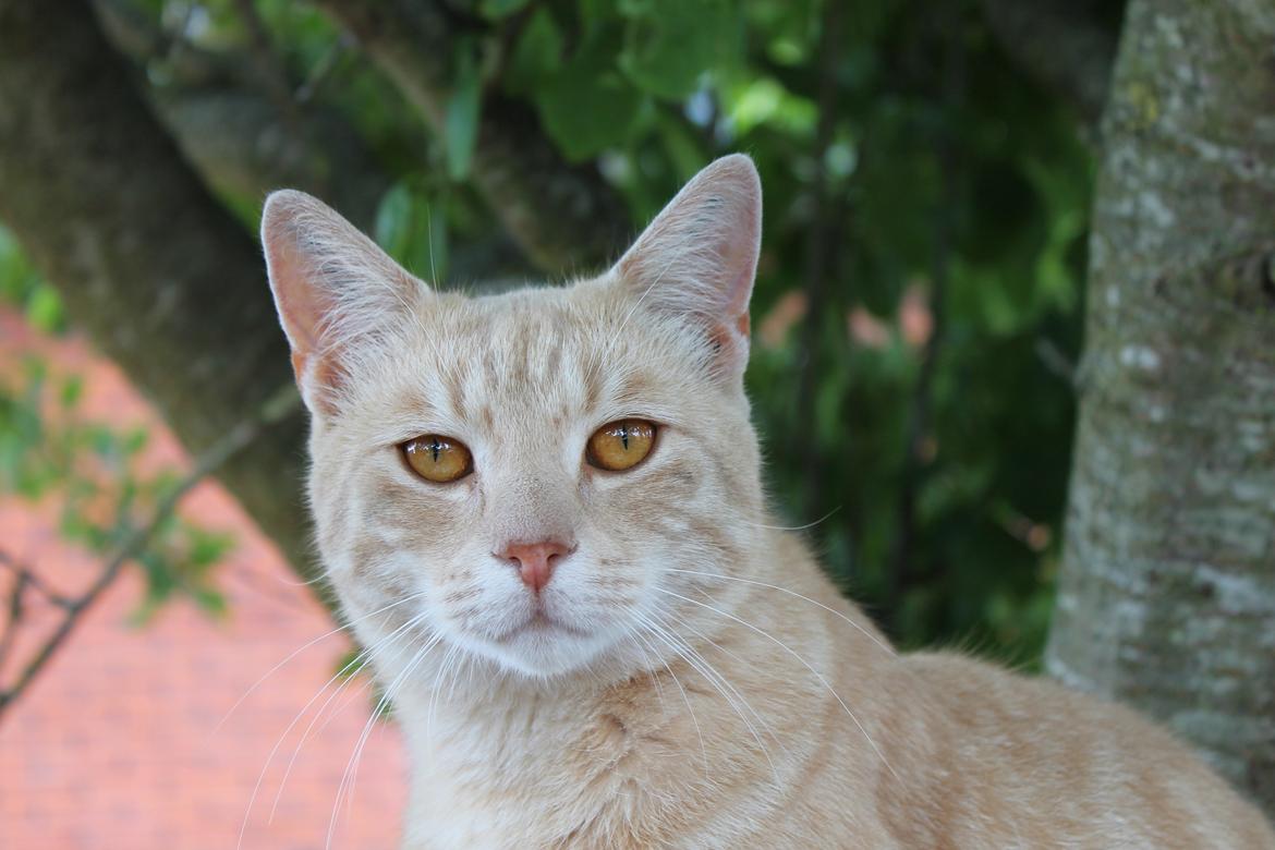 Huskat Cornelius billede 21