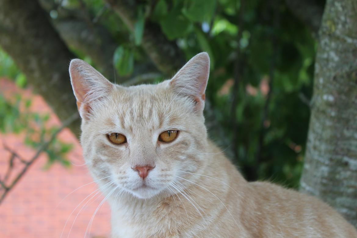 Huskat Cornelius billede 22