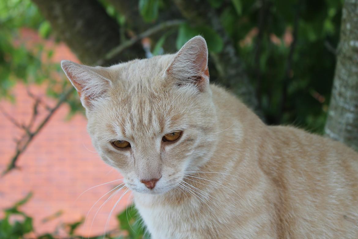 Huskat Cornelius billede 23