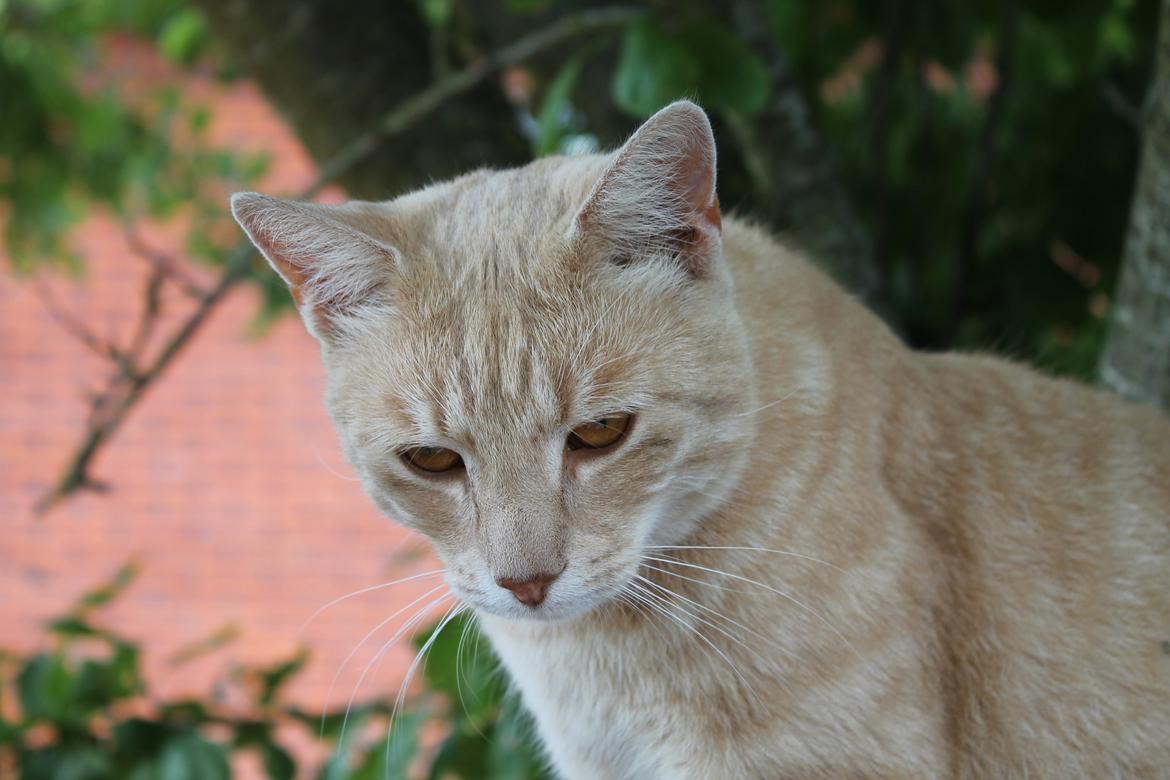 Huskat Cornelius billede 24