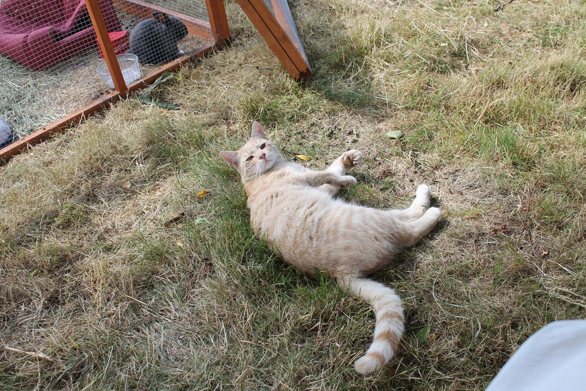 Huskat Cornelius billede 25