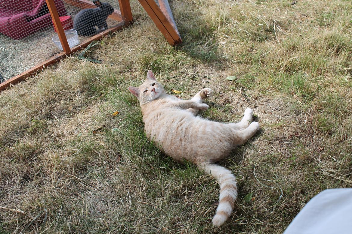 Huskat Cornelius billede 26