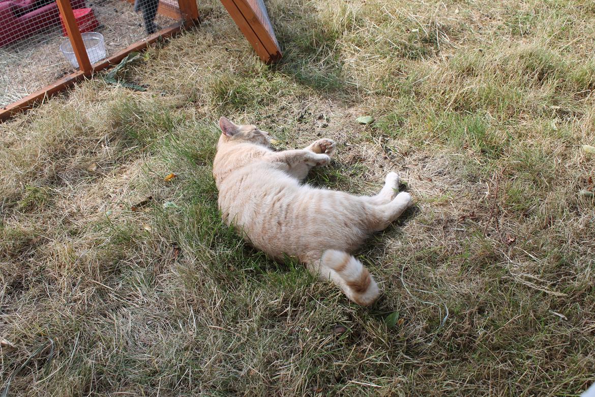 Huskat Cornelius billede 27