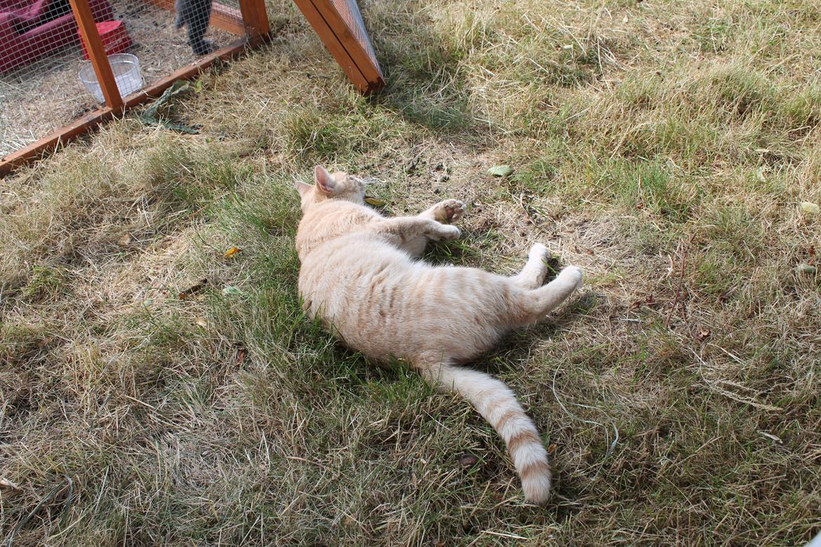 Huskat Cornelius billede 28