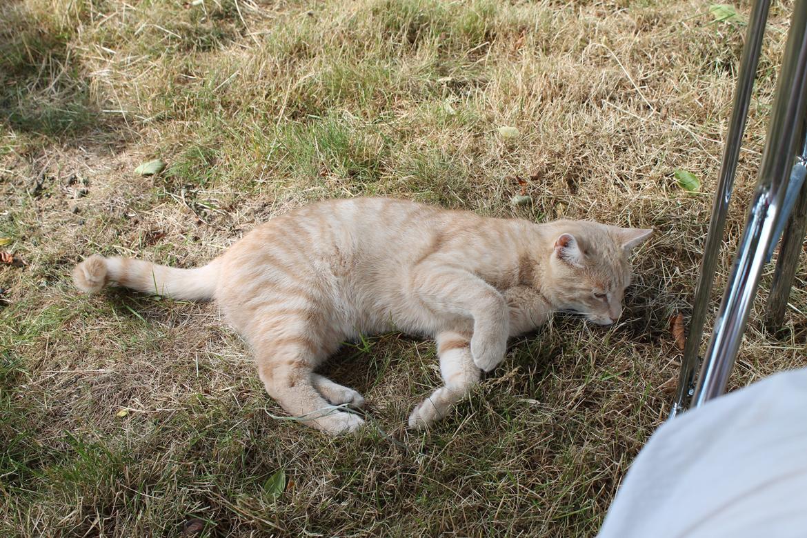 Huskat Cornelius billede 29