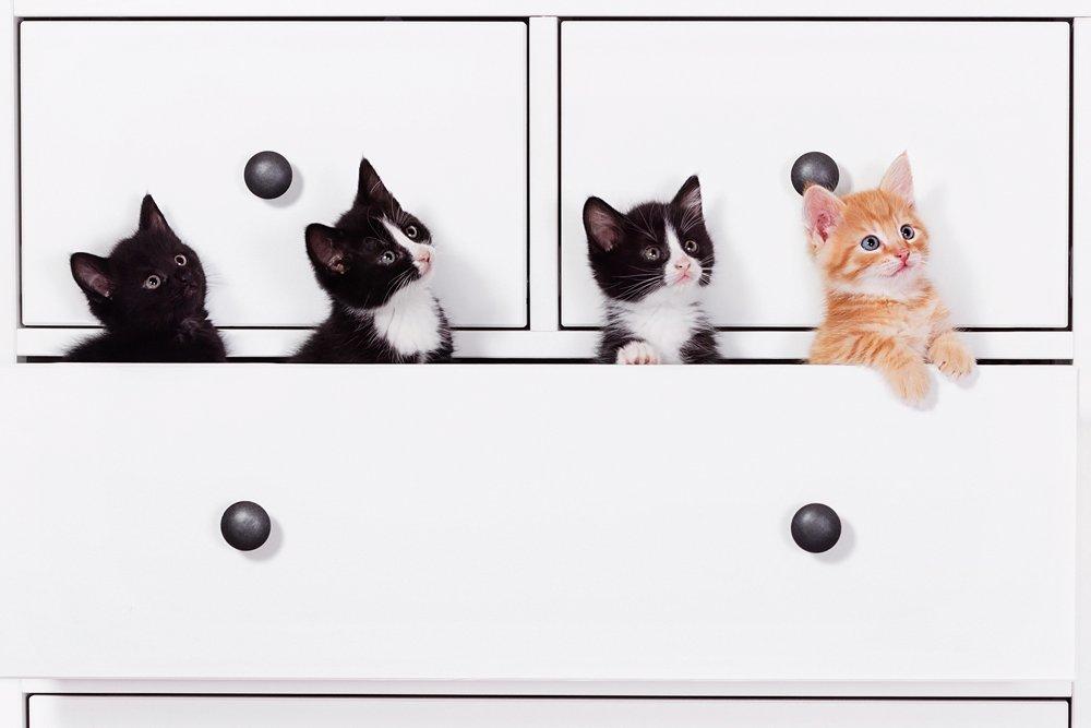 Blanding af racer Monty - Det er Monty i midten til højre billede 3