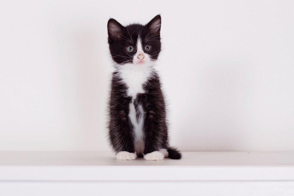 Blanding af racer Monty billede 5