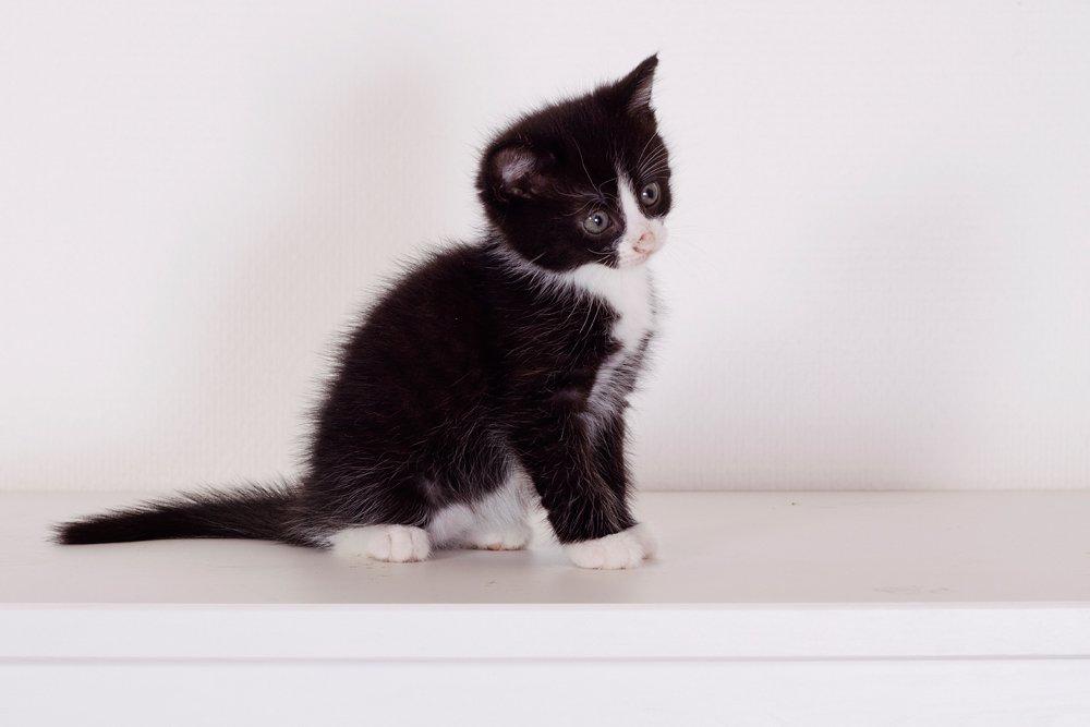 Blanding af racer Monty billede 6