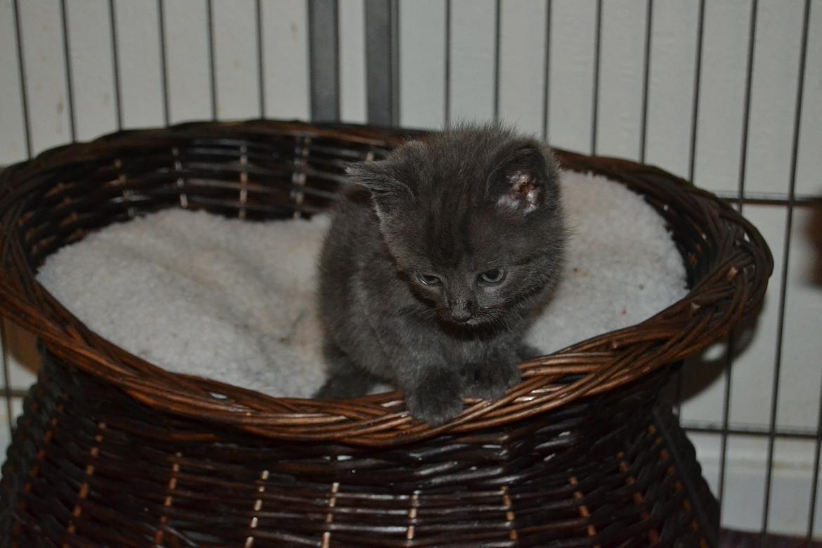 Huskat Faith Hittekilling billede 1