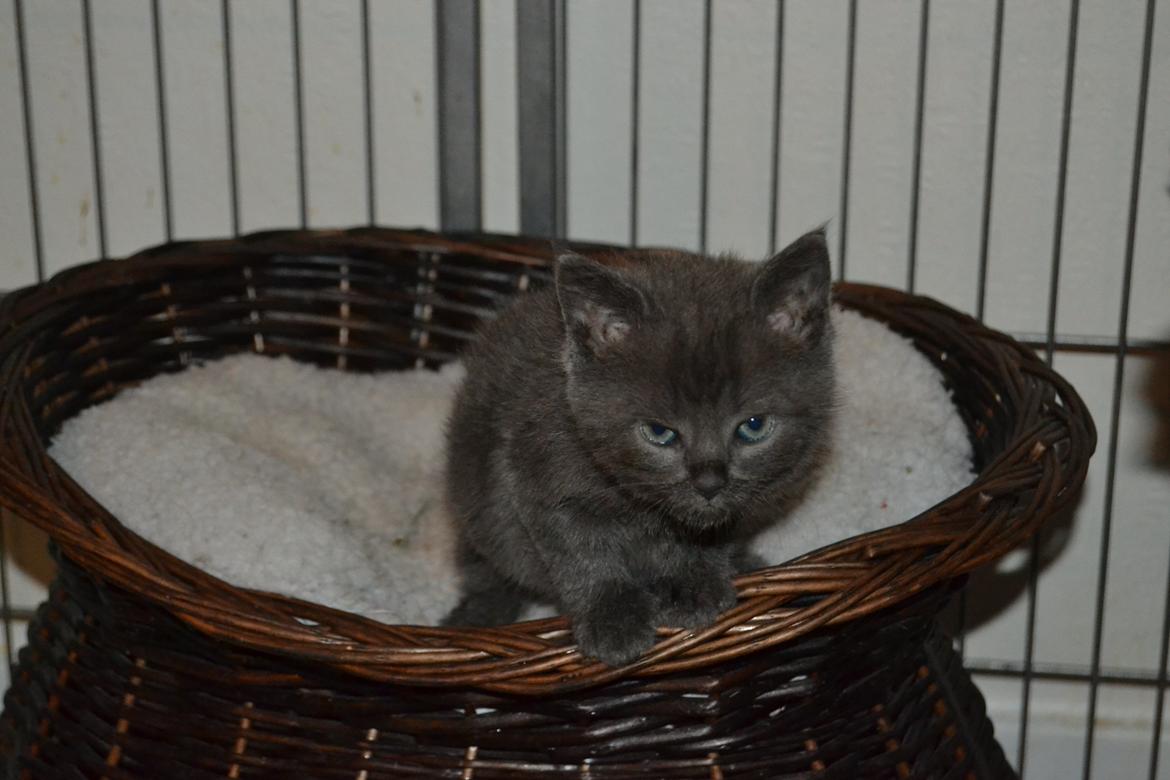 Huskat Faith Hittekilling billede 2