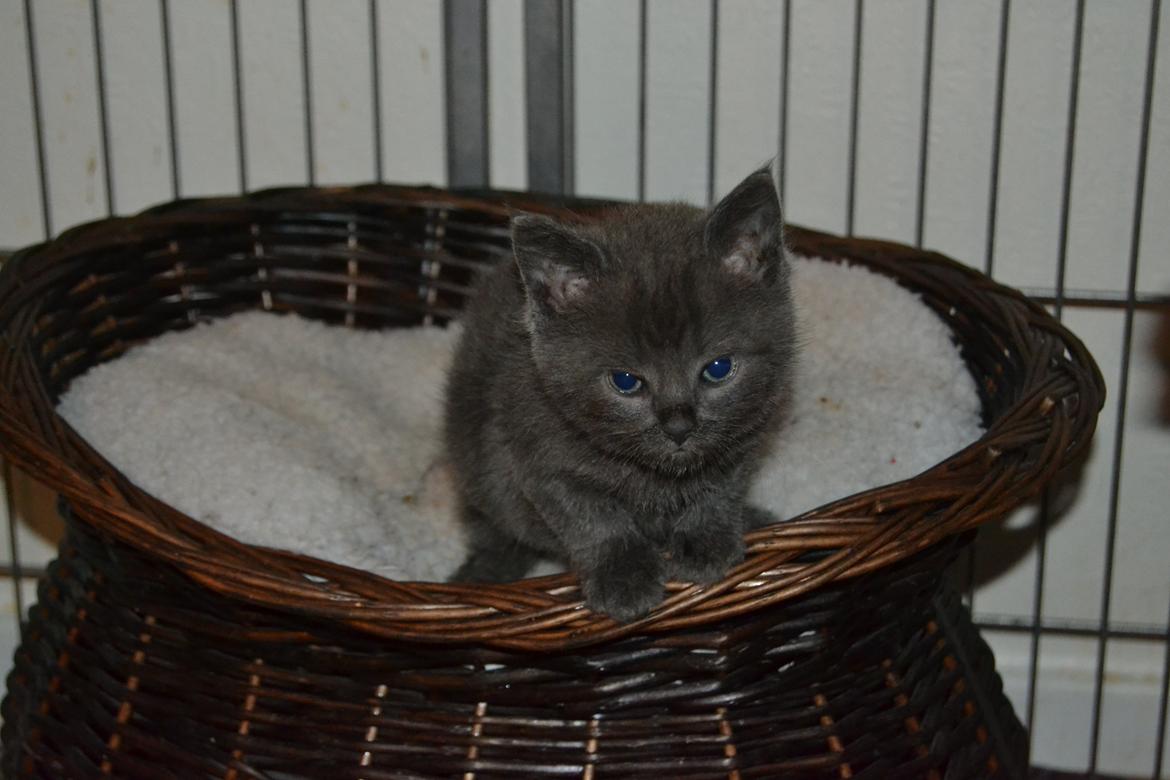 Huskat Faith Hittekilling billede 3