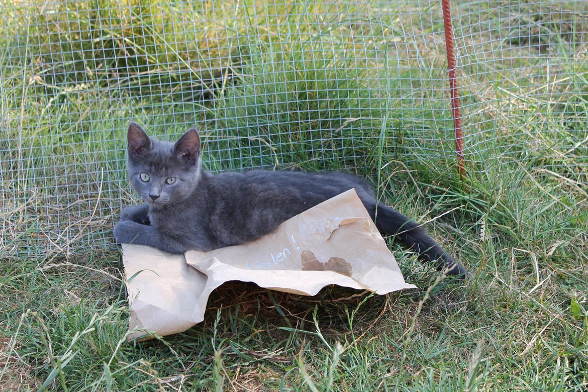 Huskat Faith Hittekilling billede 4