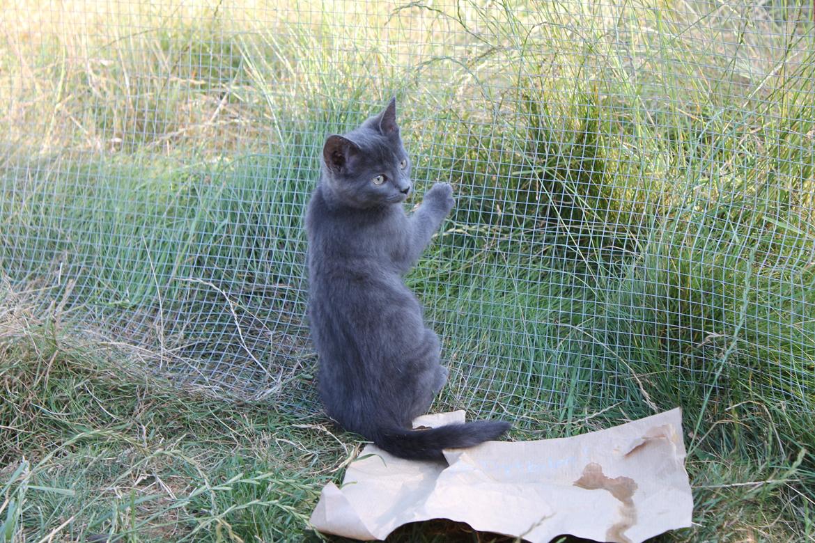 Huskat Faith Hittekilling billede 5