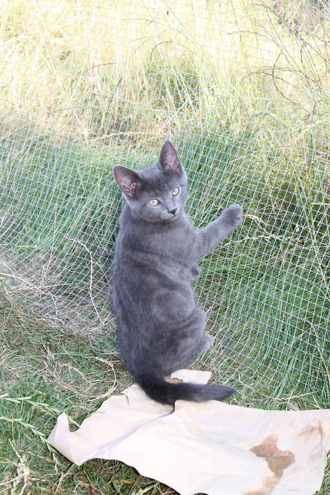 Huskat Faith Hittekilling billede 6