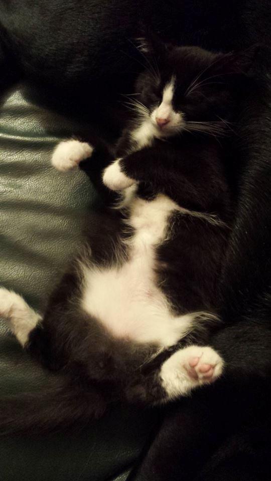 Blanding af racer Monty billede 8