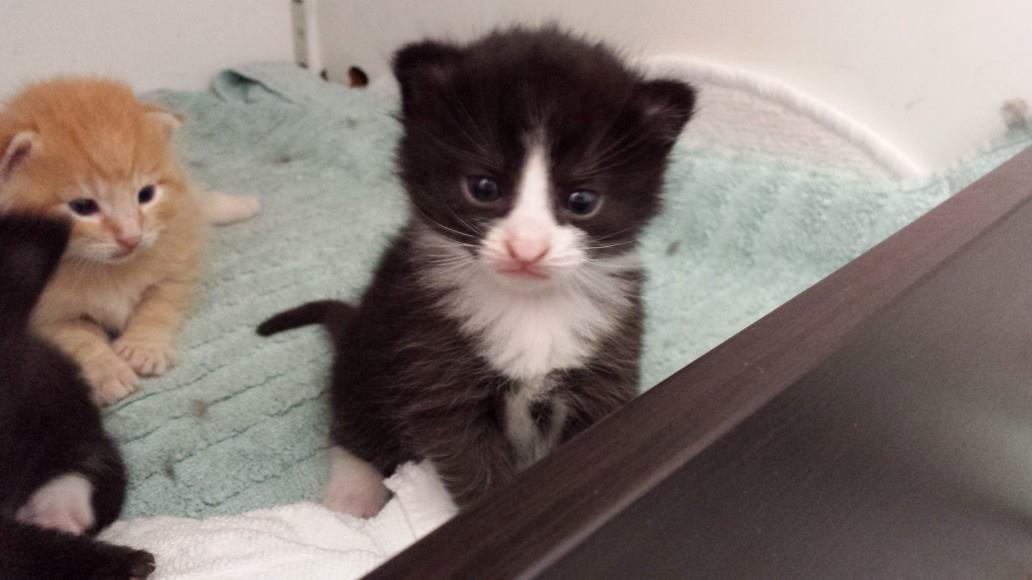 Blanding af racer Monty billede 9