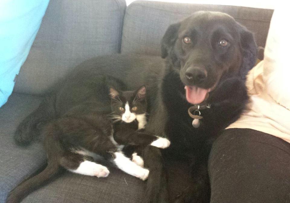 Blanding af racer Monty - Monty og Keiko billede 11