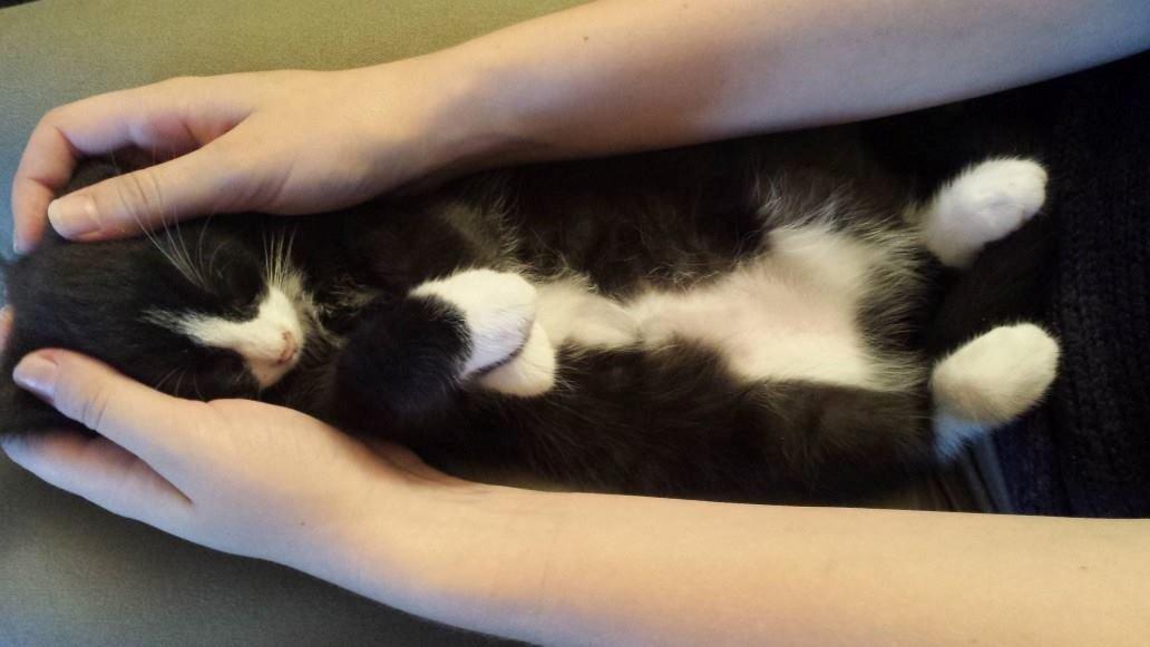 Blanding af racer Monty billede 12