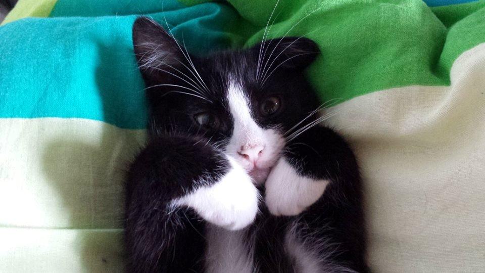 Blanding af racer Monty billede 13