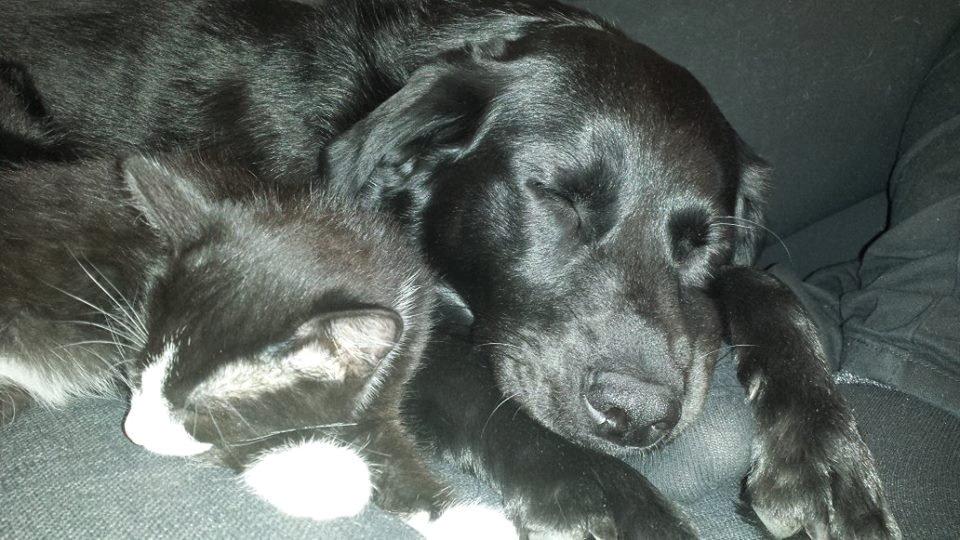 Blanding af racer Monty - Monty og Keiko billede 10