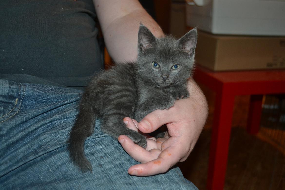 Huskat Faith Hittekilling billede 7