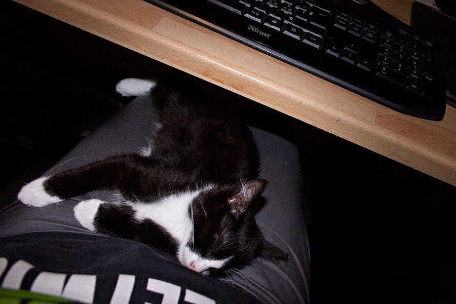 Blanding af racer Monty billede 14