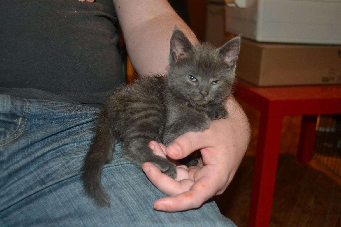 Huskat Faith Hittekilling billede 8