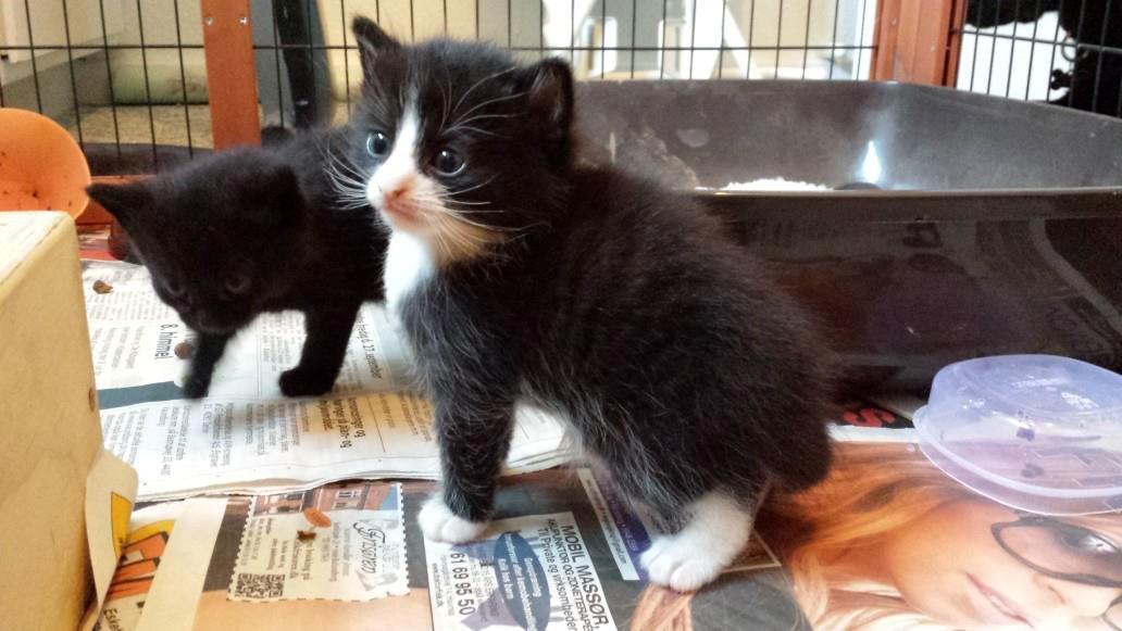 Blanding af racer Monty billede 15