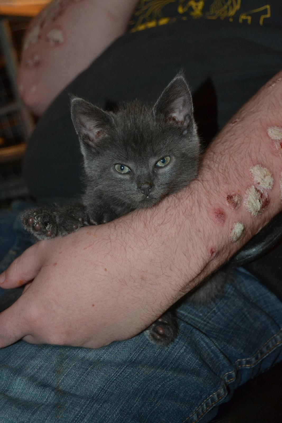 Huskat Faith Hittekilling billede 10