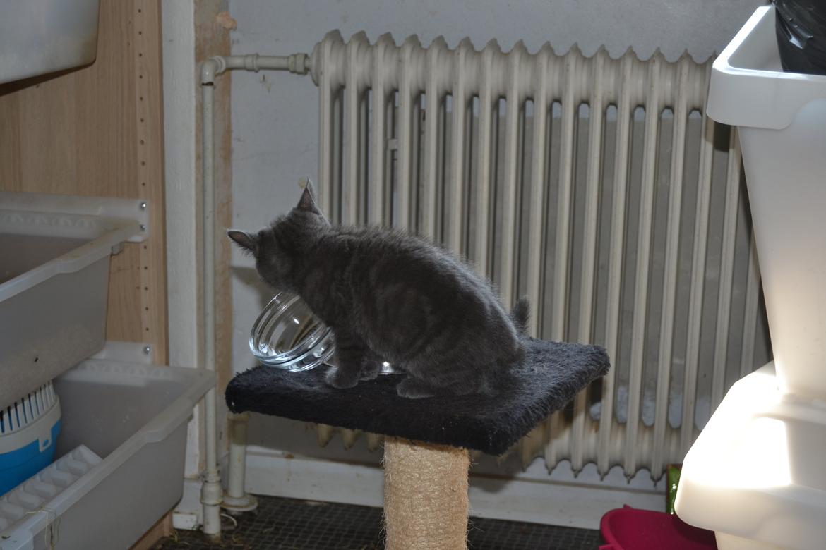 Huskat Faith Hittekilling billede 11