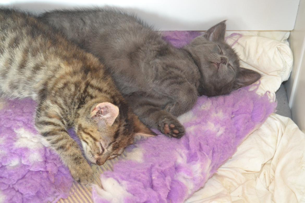 Huskat Faith Hittekilling billede 12