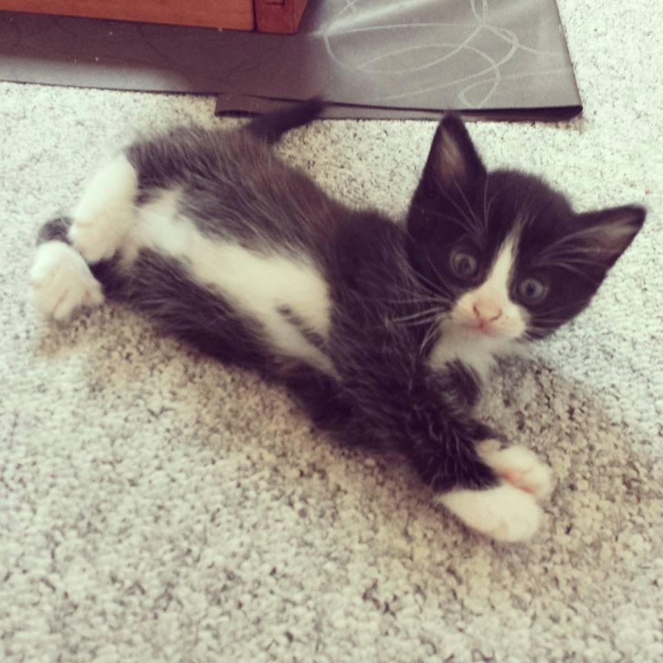 Blanding af racer Monty billede 16