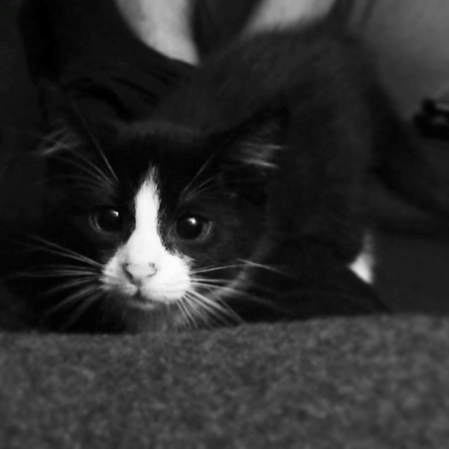 Blanding af racer Monty billede 17