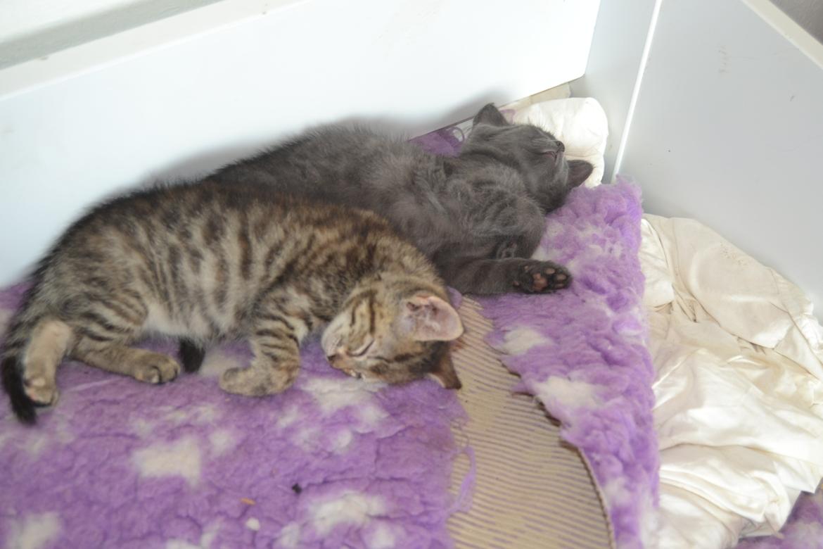 Huskat Faith Hittekilling billede 14