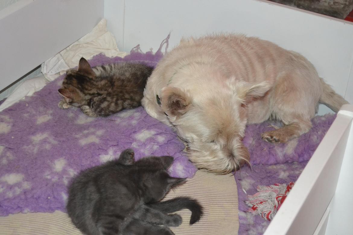 Huskat Faith Hittekilling billede 15