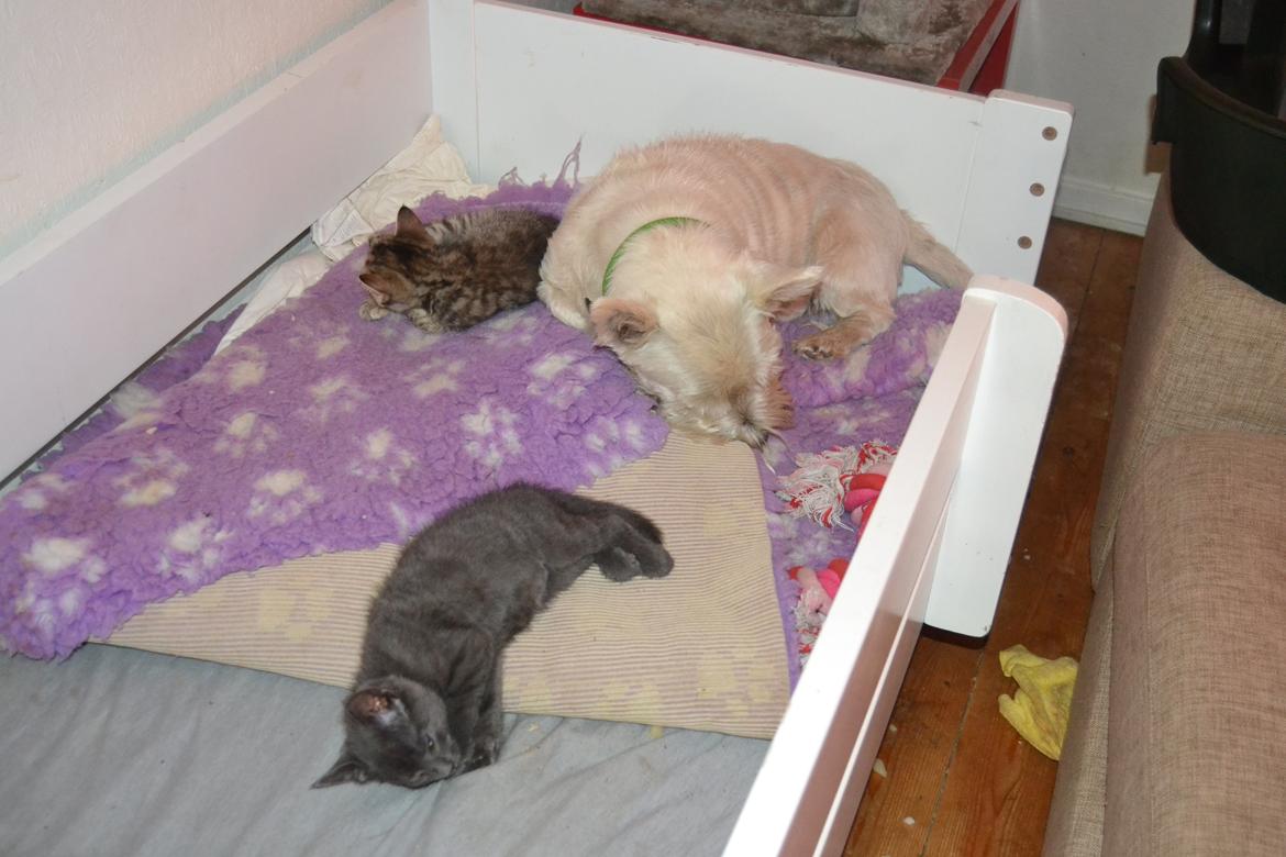 Huskat Faith Hittekilling billede 16