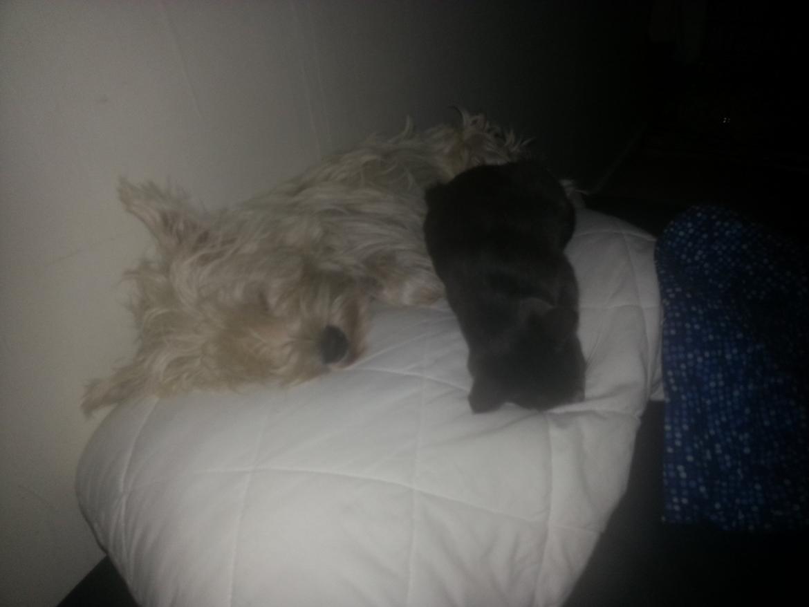 Huskat Faith Hittekilling billede 17