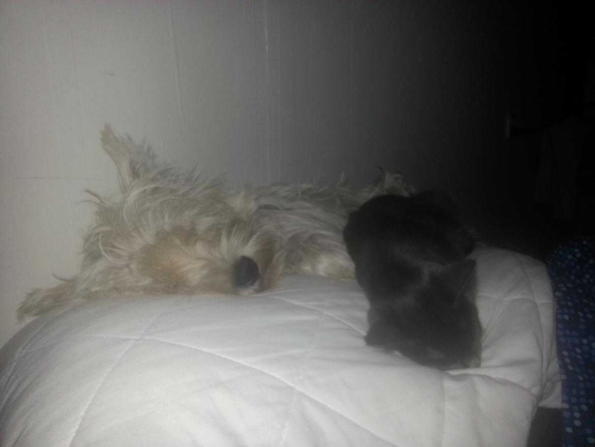 Huskat Faith Hittekilling billede 18