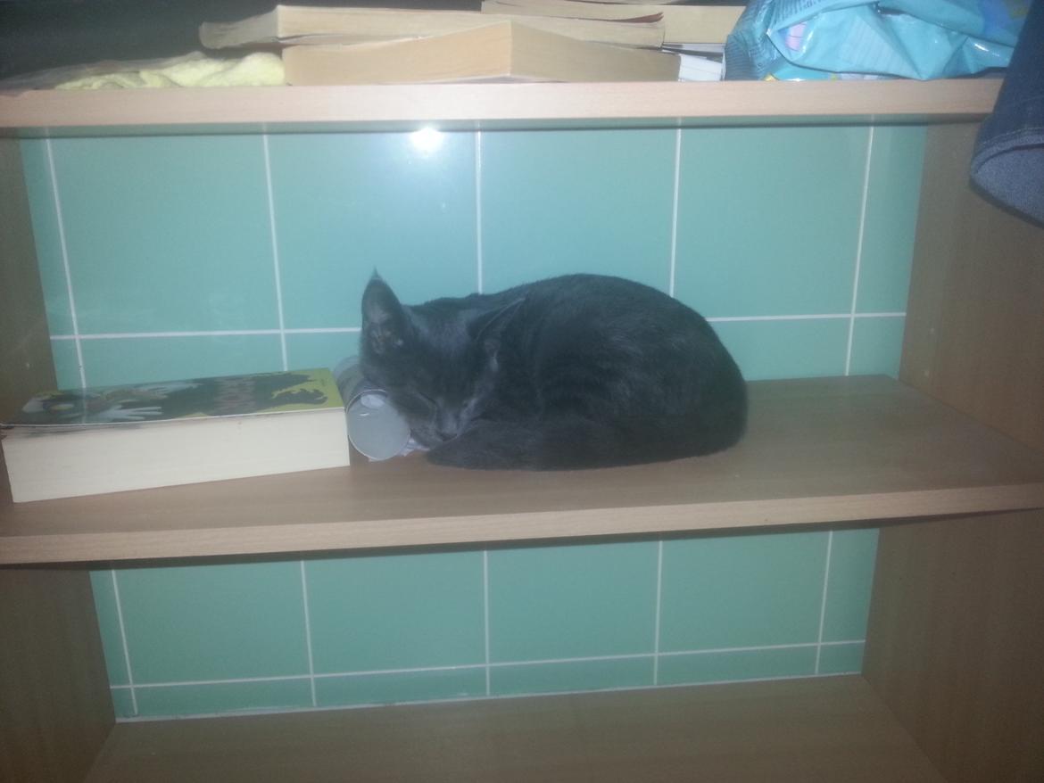 Huskat Faith Hittekilling billede 19